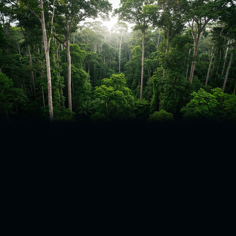 Carbon Credit 2 Carbon Credit 2